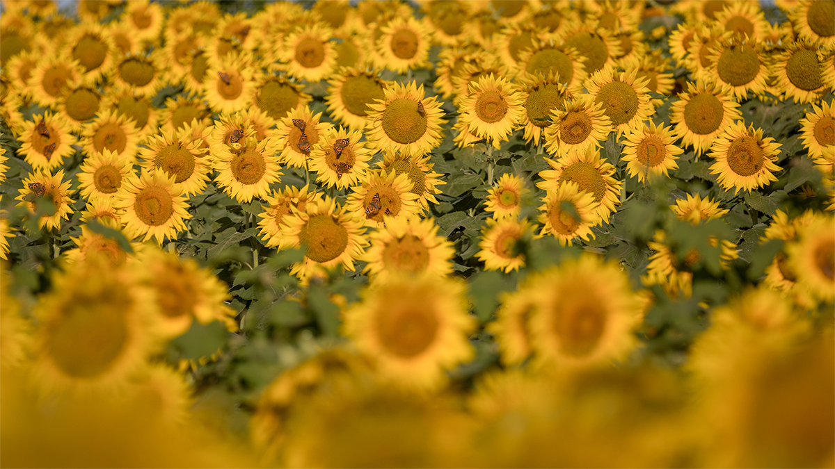 A field of sunflowers.